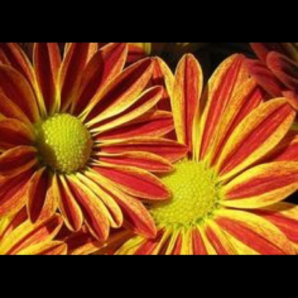 Meet your Posher, Evie P